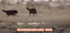 狼狈为奸里的狈到底是什么"动物"网友说狈曾在山西被现场目击