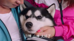 神犬小七2:山神的铁头帽终于掉了,没有铁头帽的山神太帅了