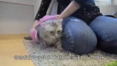 主人送给小奶猫一条狐狸尾巴,猫咪们顿时炸毛了,铲屎官笑到肚痛