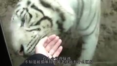 老虎的舌头上都是倒刺,被它舔一口会怎样这个视频告诉