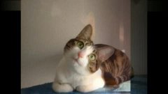 小猫的视频大全高清 3.jpg