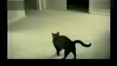 猫跟狗打架的完整视频 3.jpg