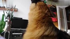 狗狗叫声可爱视频 3.jpg