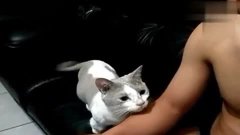 喵喵视频可爱 3.jpg