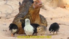 母鸡和孩子觅食时遭老鹰袭击,愤怒的母鸡勇敢还击,结果是这样