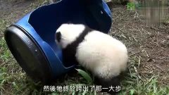 熊猫翻滚的视频 3.jpg