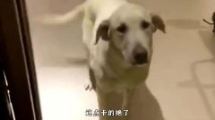 爆笑:狗子卡这舞狮的鼓点,卡的出神入化,我都听呆了