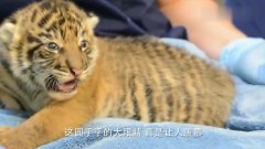 小老虎被狗子一脚按在地上,小老虎哭了:妈,我不是百兽之王吗