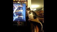 猫和人一起看电视的搞笑文案 3.jpg