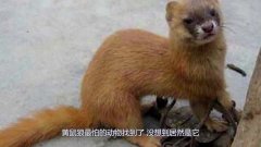 黄鼠狼最怕的动物终于找到了,没想到是它,看完长见识了