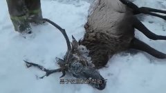 在冰中发现一只老虎科学家推测,已经被冰封上百年了