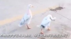 搞笑视频:昨天梦见有人踢我,早上起来就变这样了
