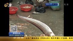 怎么抓黄鳝视频 1482281059207.jpg