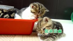 小奶猫困得眼睛都睁不开了,太可爱了,看的我也想睡觉了